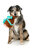Fuzzyard Dog Toy - Humble Holiday Ham