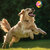 Nerf Dog Rubber Super Stuiterbal 3.8 inch