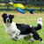 Nerf Dog Werpeend met vleugels 16.5 inch