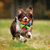 Nerf Dog Pluche Bal  5.9 inch