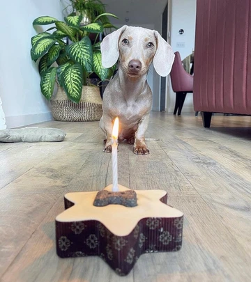 Small Star Shaped Pawty Cake 1 st.